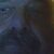 Profile picture of Rastus