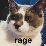 Profile picture of Ross